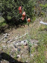 Fritillaria gentneri