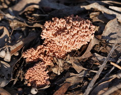 Ramaria australiana