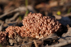 Ramaria australiana