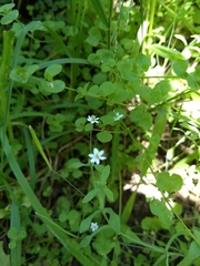 Meconella denticulata
