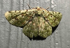 Aeolochroma hypochromaria