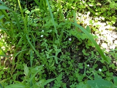 Meconella denticulata