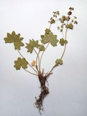 Alchemilla tichomirovii