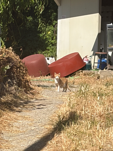 Domestic Cat