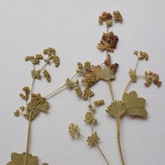 Alchemilla tichomirovii