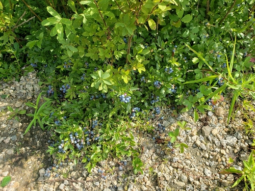 lowbush blueberry