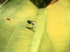 Condylostylus armipes