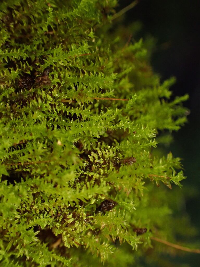 Zygodon hookeri