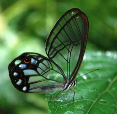 Pseudohaetera hypaesia