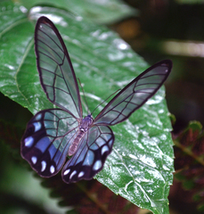 Pseudohaetera hypaesia
