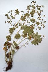 Alchemilla tichomirovii