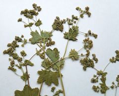 Alchemilla tichomirovii