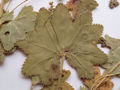 Alchemilla tichomirovii