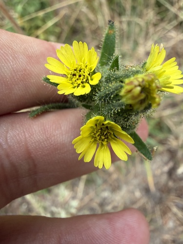 Madia sativa, photograph 3