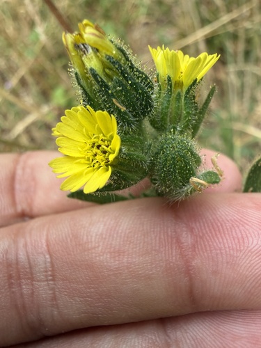 Madia sativa, photograph 4