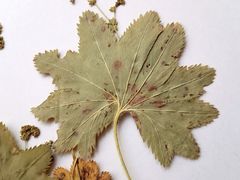 Alchemilla tichomirovii