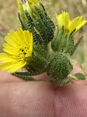 author not stated, no rights reserved Madia sativa, photograph author not stated, no rights reserved