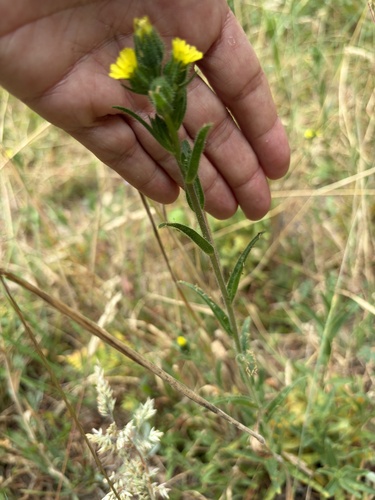 Madia sativa, photograph 6
