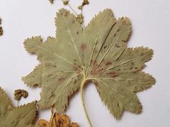Alchemilla tichomirovii