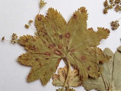 Alchemilla tichomirovii