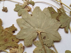 Alchemilla tichomirovii