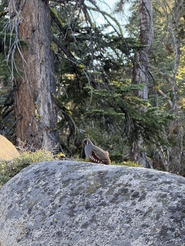 iNaturalist observation photo of Mountain Quail