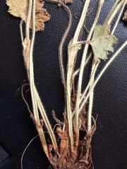 Alchemilla tichomirovii