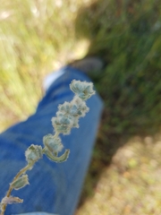 Micropus californicus