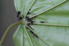 Periphyllus testudinaceus