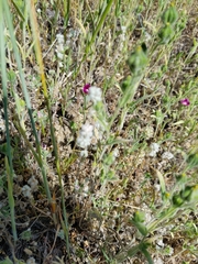 Micropus californicus