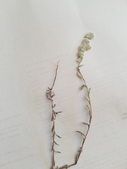 Micropus californicus