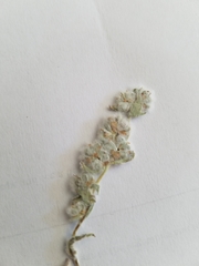 Micropus californicus