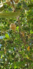 Quercus emoryi