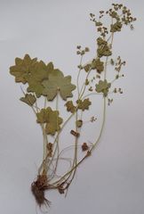 Alchemilla tichomirovii