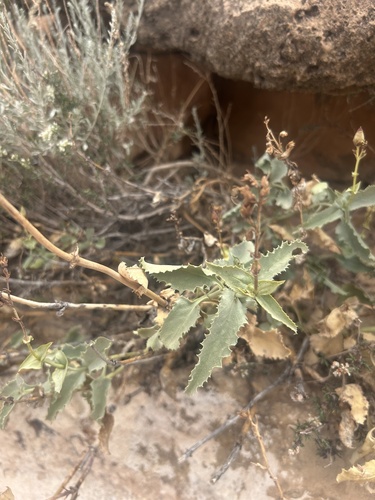 Penstemon palmeri, photograph 3
