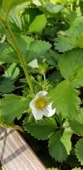 Fragaria × ananassa