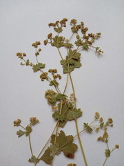 Alchemilla tichomirovii