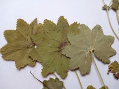 Alchemilla tichomirovii