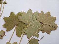 Alchemilla tichomirovii