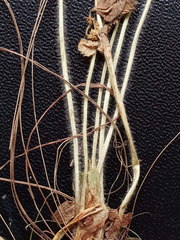 Alchemilla tichomirovii