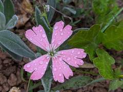 Silene hookeri