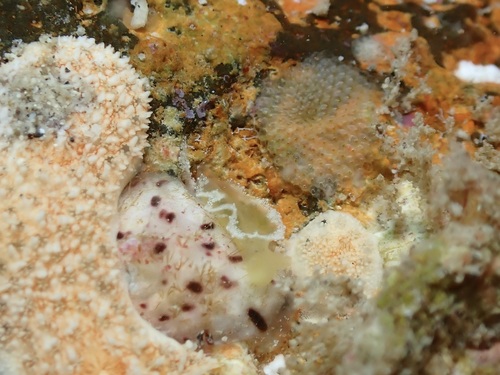 Elysia obtusa, 2026-05-04