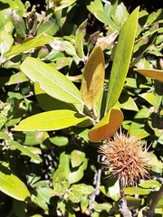 Chrysolepis sempervirens