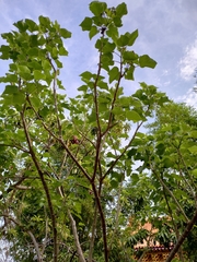 Jatropha curcas