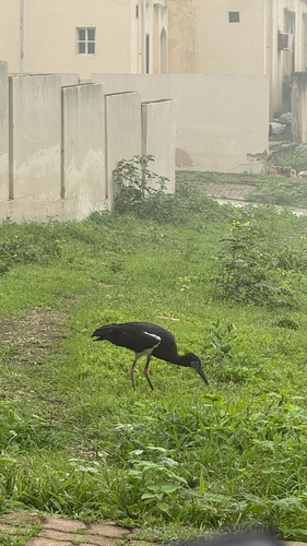 iNaturalist image