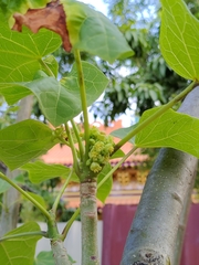 Jatropha curcas