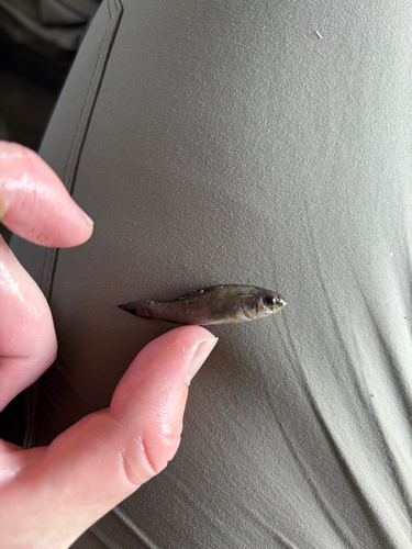 Western Pirate Perch