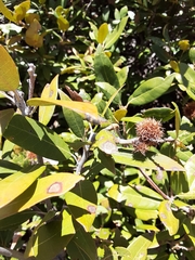 Chrysolepis sempervirens