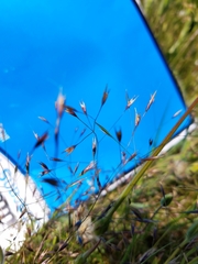 Deschampsia danthonioides