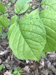 Styracaceae